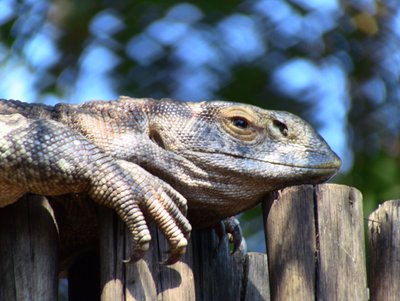 20090809062210 - Rock Monitor Lizard at Kruger National Park