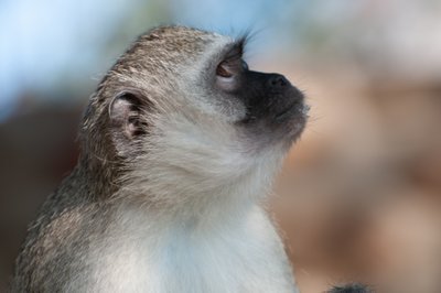 20090810013608 - Mischievous Vervet Monkey in Kruger National Park