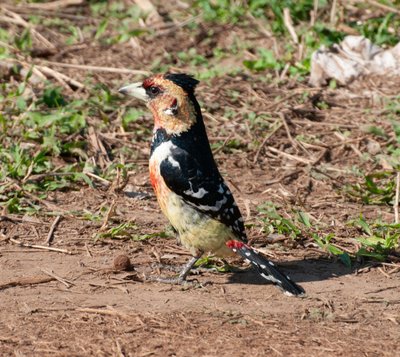 20090811025230 - Crested Barbet, Kruger National Park (crop)