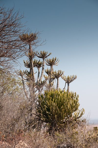 20090811070653 - African Candelabra Tree
