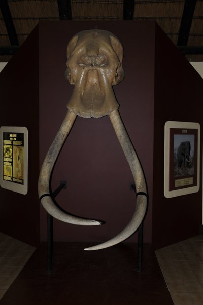 20090812105702 - Elephant Tusks Display at Letaba Museum