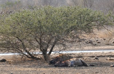 20090813023230 - Hyenas Resting Under Tree at Waterhole (crop)