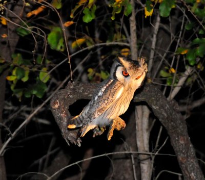 20090813111727 - Spotted Eagle-Owl Perched in Tree at Night (crop)