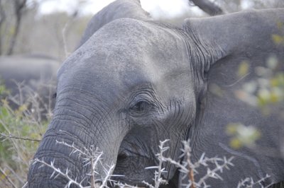 20090814010941 - Young Elephant Close-Up Portrait