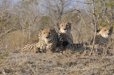 20090815005645 - Cheetah Trio Alert in Bushveld