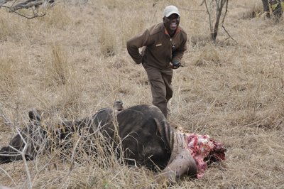 20090815022758 - Safari Guide with Cape Buffalo Killed by Lions
