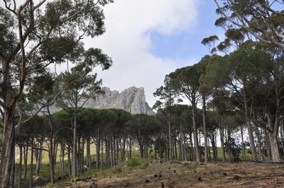 20090819042117 - Table Mountain Through Pine Trees