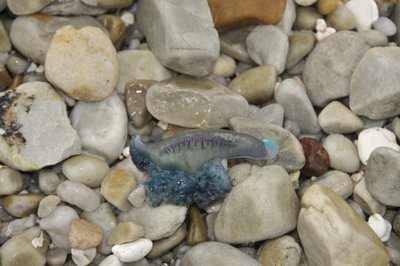 20090821090839 - Jellyfish on Rocky Beach, Cape Agulhas