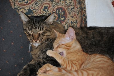 Tony and Nipper Yawning