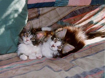 Gowron And Pumpkin On Couch