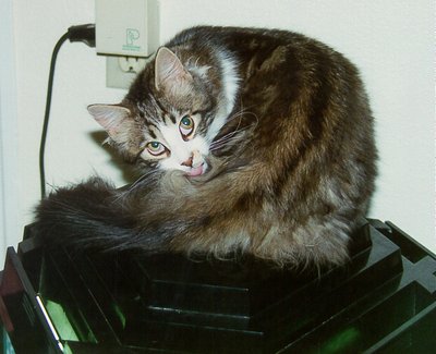 Gowron On Grower With Tongue