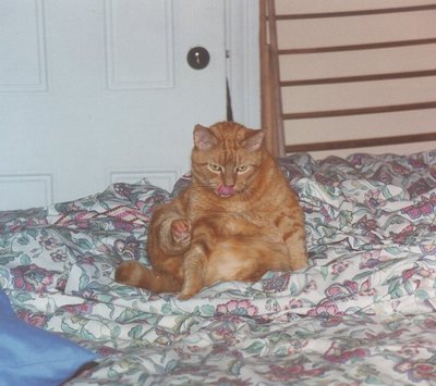 Nugget Sitting On Bed