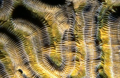 Bonaire 99   Brain Coral Detail