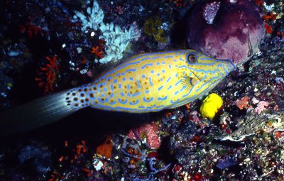Bonaire 99   Juvenile Fish