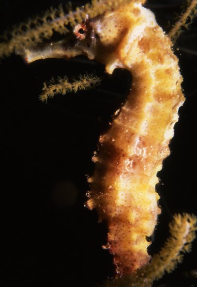 Bonaire 99   Sea Horse