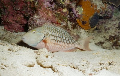 Bonaire 99   Sleeping Parrot Fish