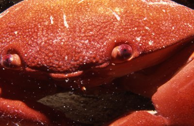 Palau   Crab Happy Face