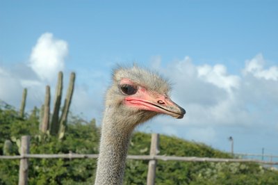 Ostrich Farm